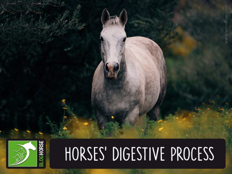 Horses’ Digestive Process The Pet Professionals