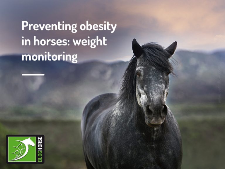 Preventing Obesity In Horses: Weight Monitoring | The Pet Professionals