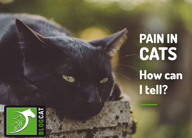 how-to-know-if-your-cat-is-in-pain-signs-of-a-cat-in-pain-arthritis