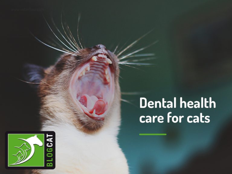 Dental health care for cats The Pet Professionals