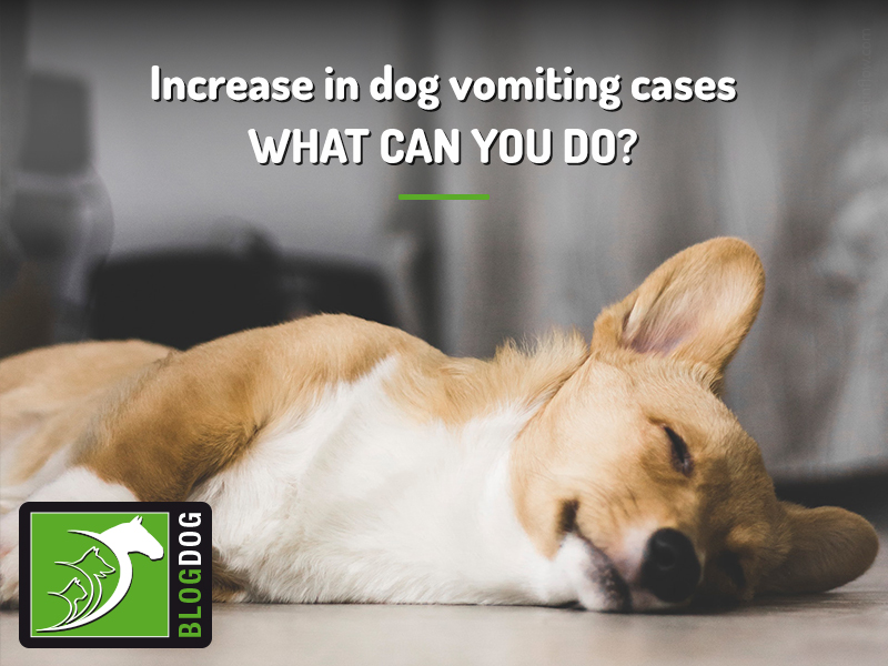 Increase in dog vomiting cases | The Pet Professionals