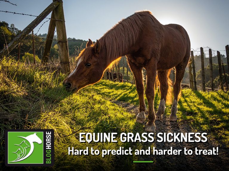Equine grass sickness The Pet Professionals