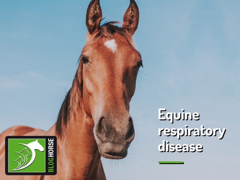 Equine respiratory disease The Pet Professionals