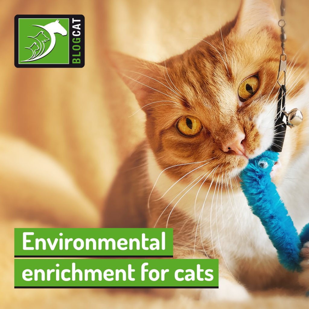 Environmental enrichment for cats The Pet Professionals