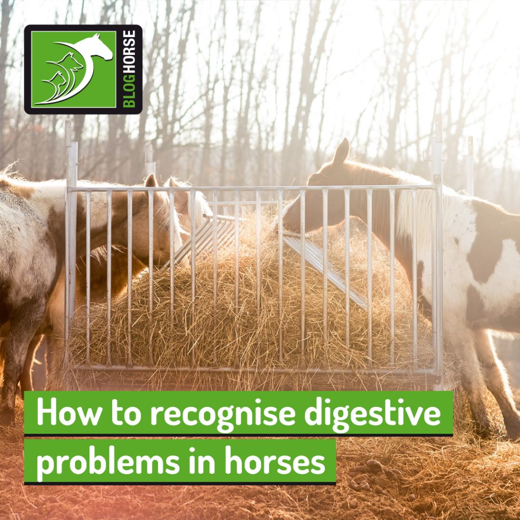 How To Recognise Digestive Problems In Horses | The Pet Professionals