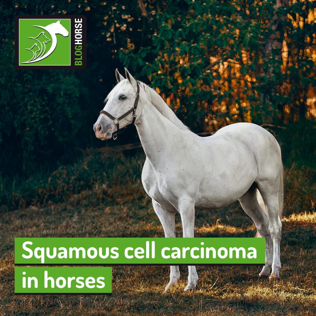 Squamous cell carcinoma in horses The Pet Professionals