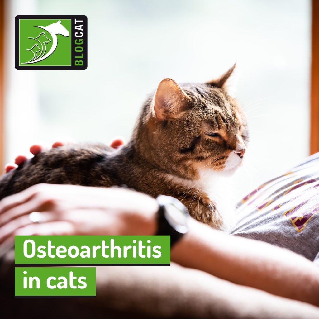 Osteoarthritis in cats The Pet Professionals