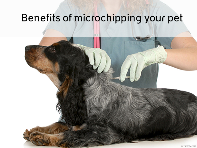 The Pet Professionals - Benefits of microchipping your pet