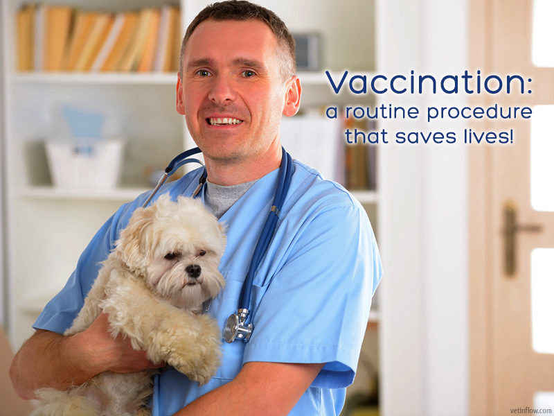 The Pet Professionals - Vaccination a routine procedure that saves lives