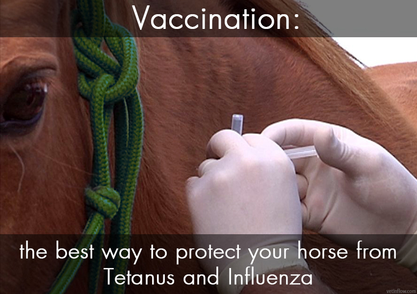 The Pet Professionals -Vaccination the best way to protect your horse from Tetanus and Influenza
