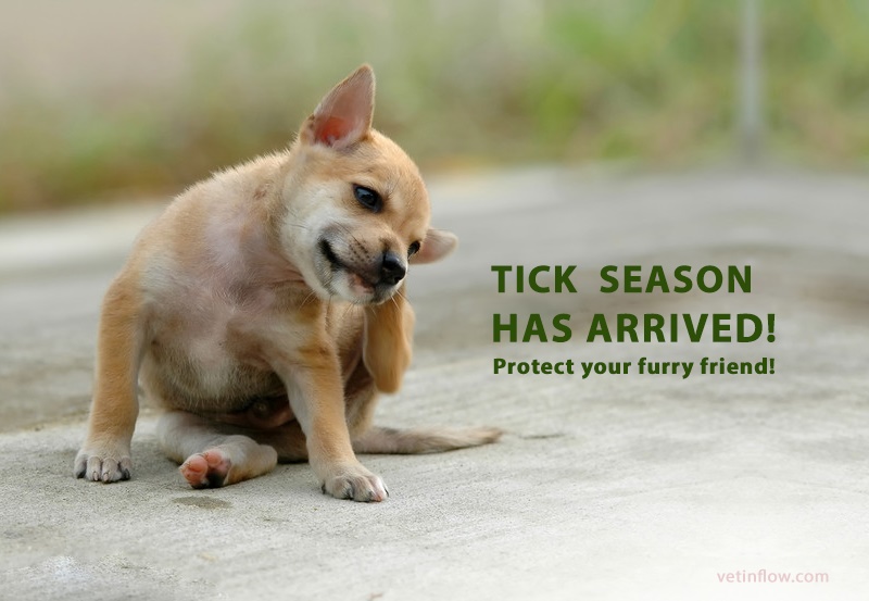 Tick season has arrived, protect your furry friend