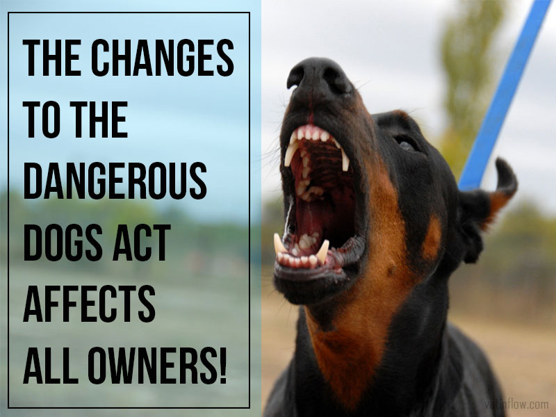 Dangerous Dogs Act Uk 2024 Adara Annnora