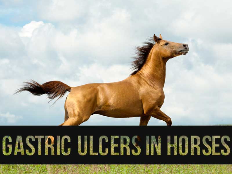The Pet Professionals - Gastric ulcers in horses