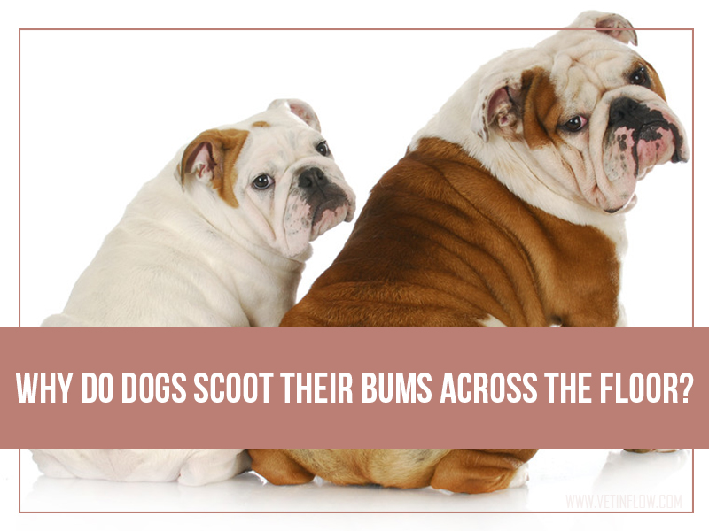 Blog post - Why do dogs scoot their bums across the floor