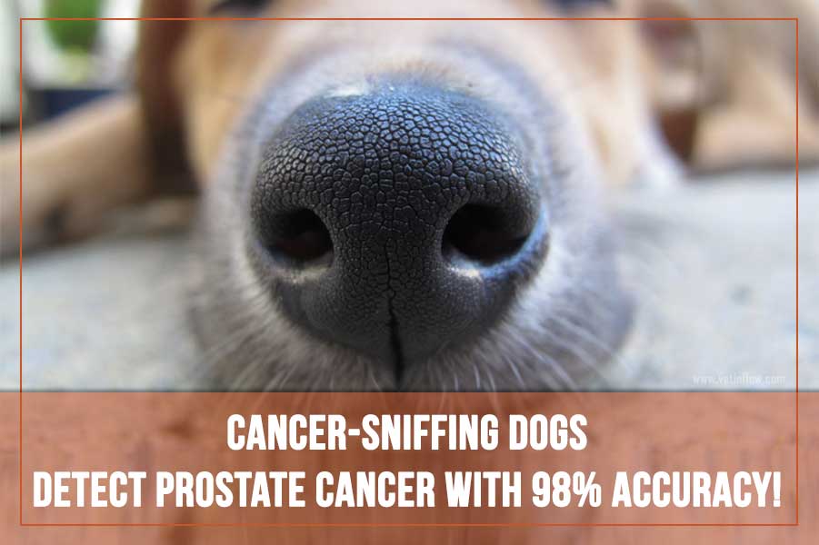 cancer-sniffing-dogs
