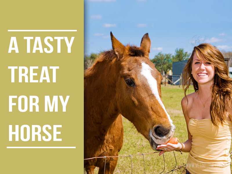 Horse 17 - A tasty treat for my horse