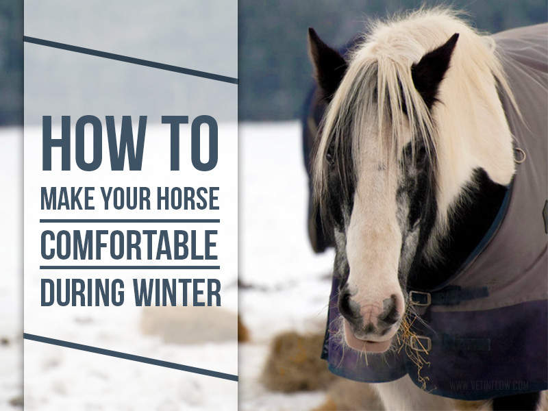 Horse 19 - How to make your horse comfortable during winter