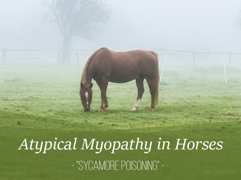 Horse 21 - Atypical Myopathy in Horses