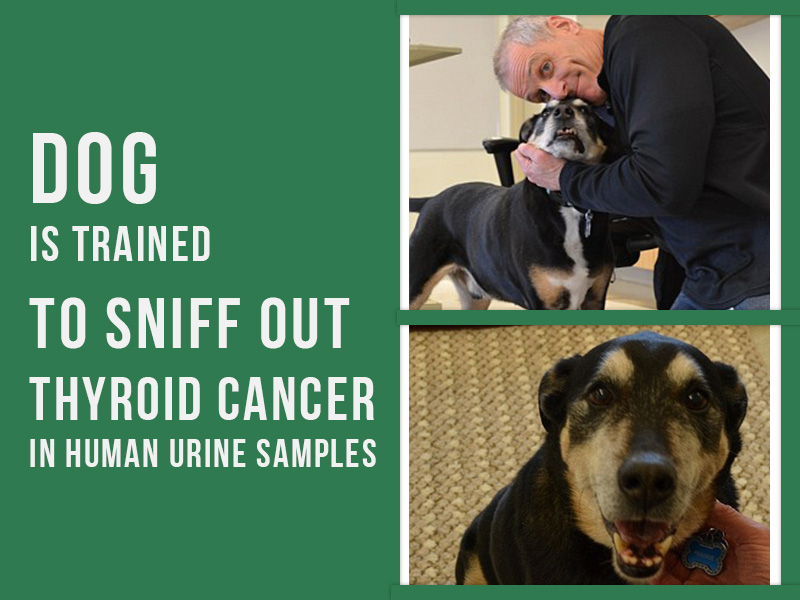 does my dog have thyroid cancer