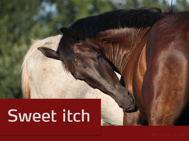 Horses 22 - Sweet itch
