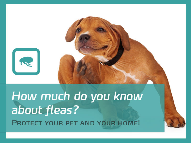 Dogs 27 - How much do you know about fleas