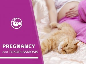 Cats 2 - Pregnancy and toxoplasmosis