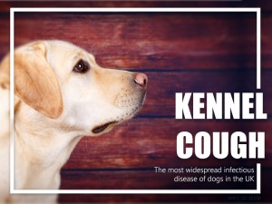 Dogs 28 - Kennel cough