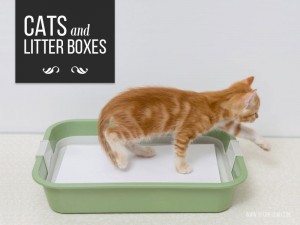 Cats 4 - Cats and litter boxes
