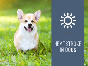 Dogs 31 - Heatstroke in dogs