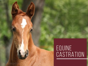 Horse 26 - Equine castration