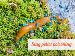 Dogs 33 - Slug pellet poisoning