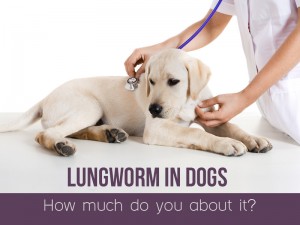 Dogs 34 - Lungworm disease in dogs