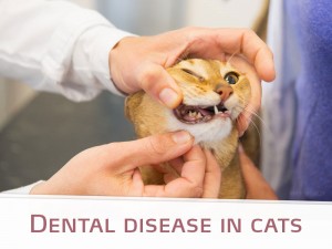 Cats 12 - Dental disease in cats