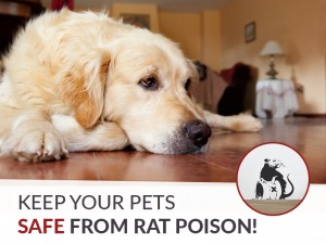 Dogs 35 - Keep your pets safe from rat poison!