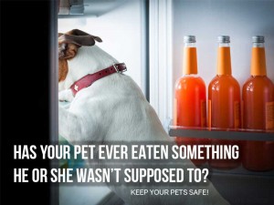 Dogs 39 - Has your pet ever ate something he or she wasn't supposed to