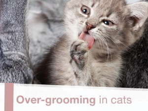 Cats 17 - Over-grooming in cats
