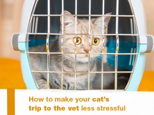 Cats 19 - How to make your cat s trip to the vet less stressful