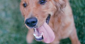 Dogs 44 - Dental disease in pets