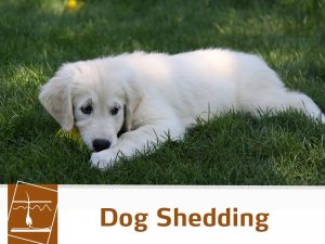 Dogs-45---Dog-Shedding