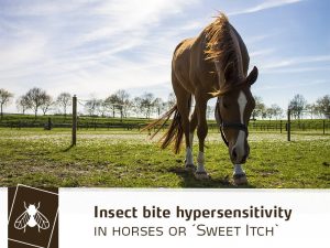 Horse 36 - Insect bite hypersensitivity in horses or sweet itch