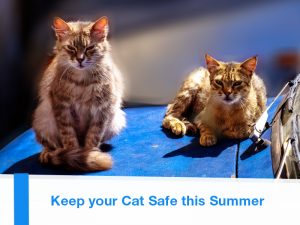 Cats 25 - Keep your Cat Safe this Summer
