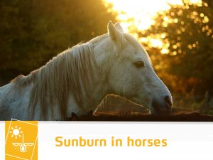 Horse-38---Sunburn-in-horses