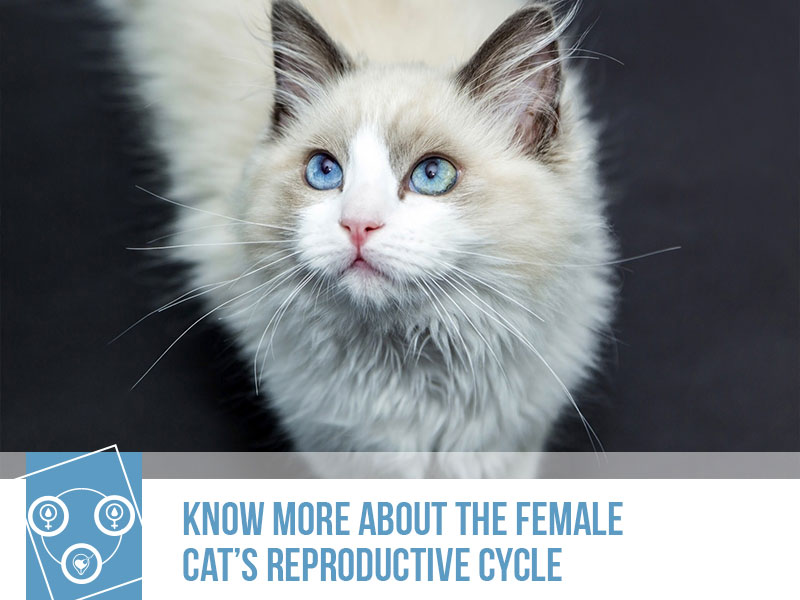 Cats 28 - Know more about the female cats reproductive cycle