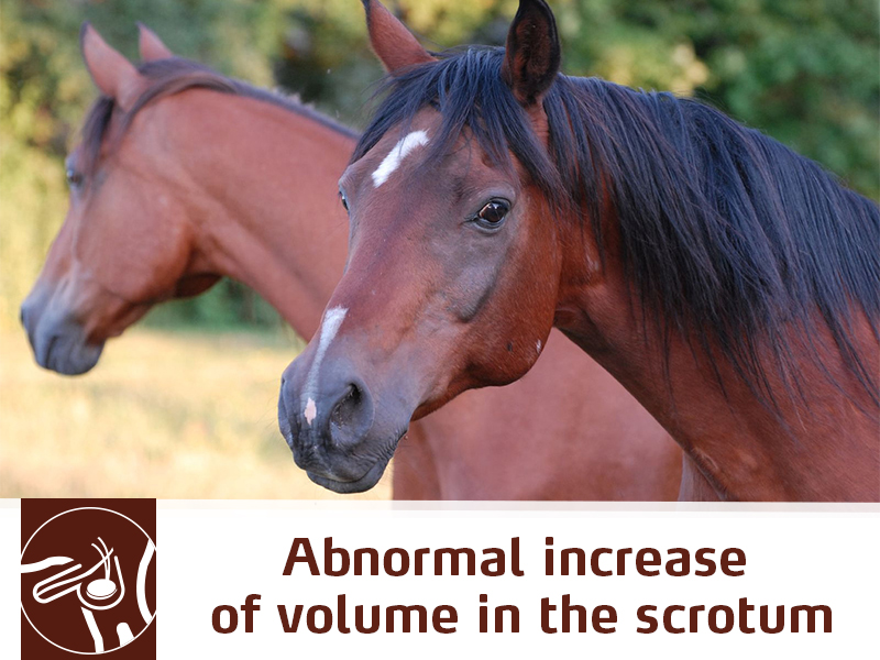 horse-41-abnormal-increase-of-volume-in-the-scrotum