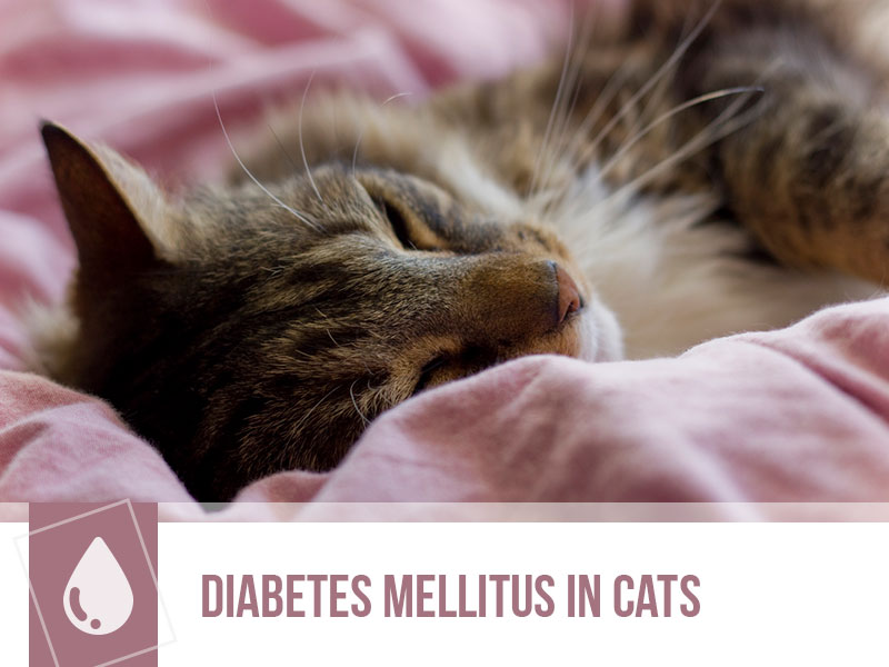 cats-33-diabetes-mellitus-in-cats