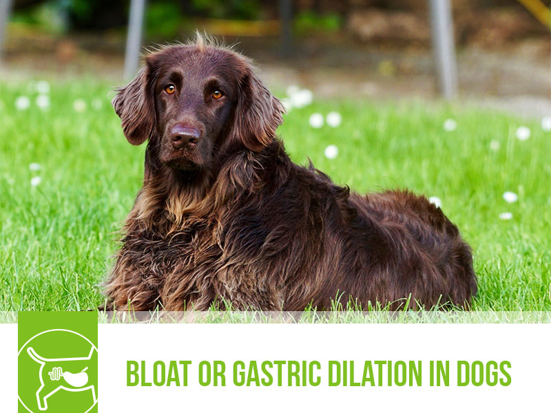 dogs-49-bloat-or-gastric-dilation-in-dogs