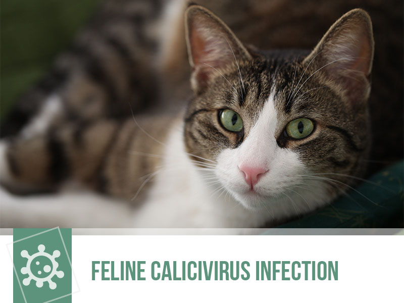 cats-34-feline-calicivirus-infection