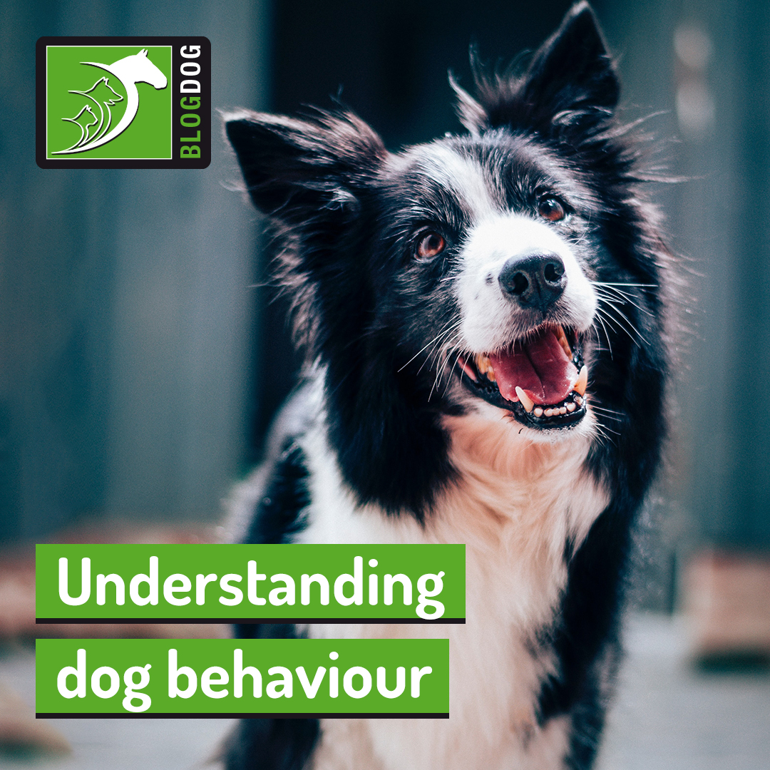 Understanding dog behaviour | The Pet Professionals