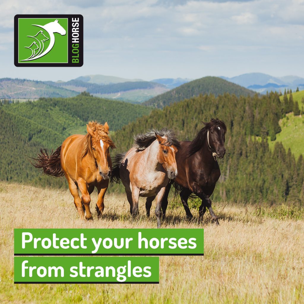 Protect your horses from strangles | The Pet Professionals